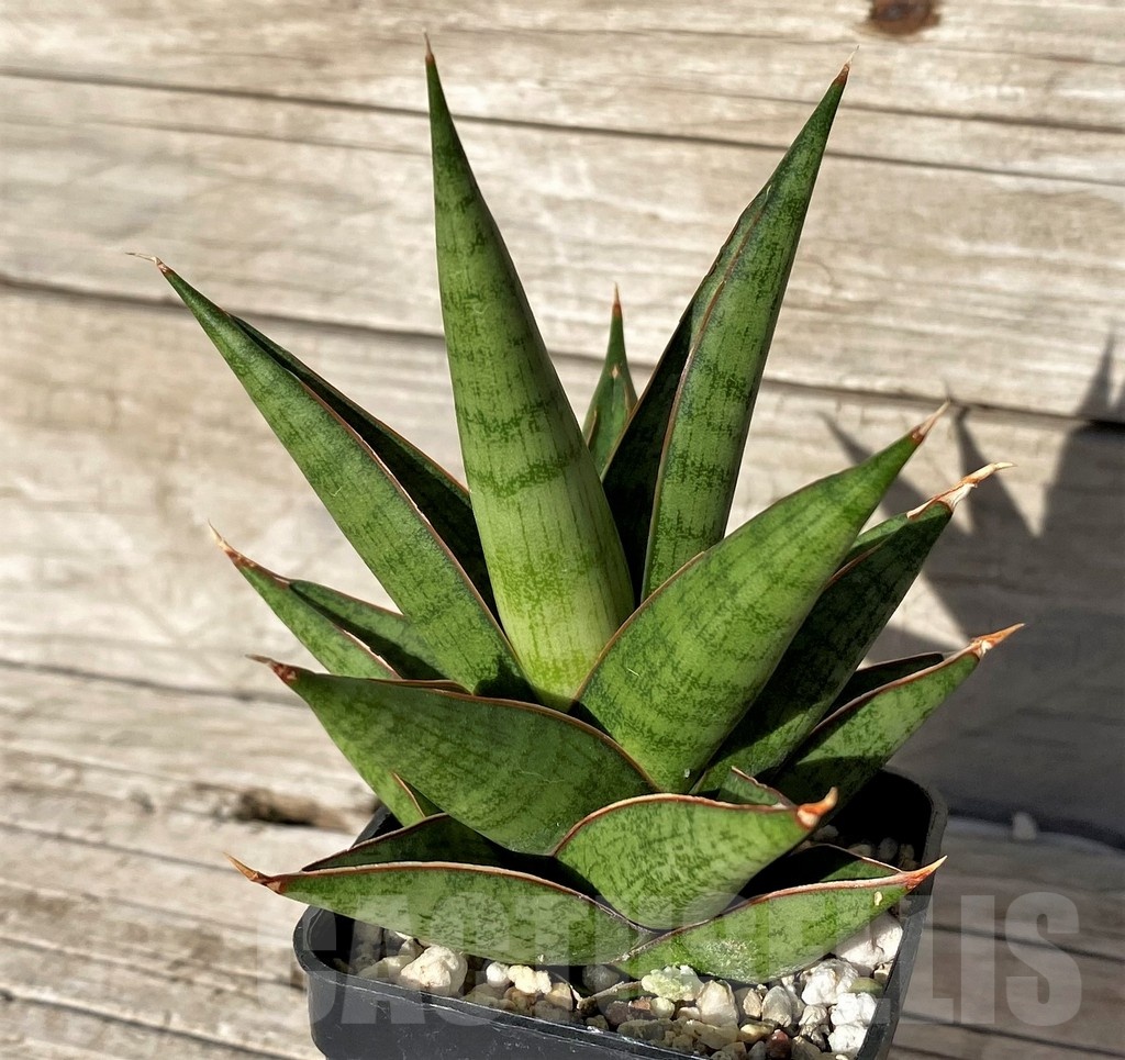 SH1585 Sansevieria 'Rockman' - Image 2
