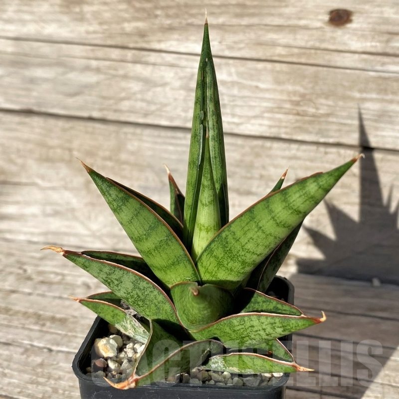 SH23993 Sansevieria 'Rockman'