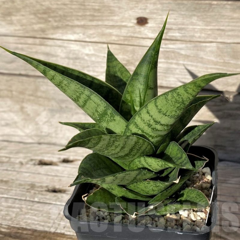 SH1586 Sansevieria 'Frozen Rose'