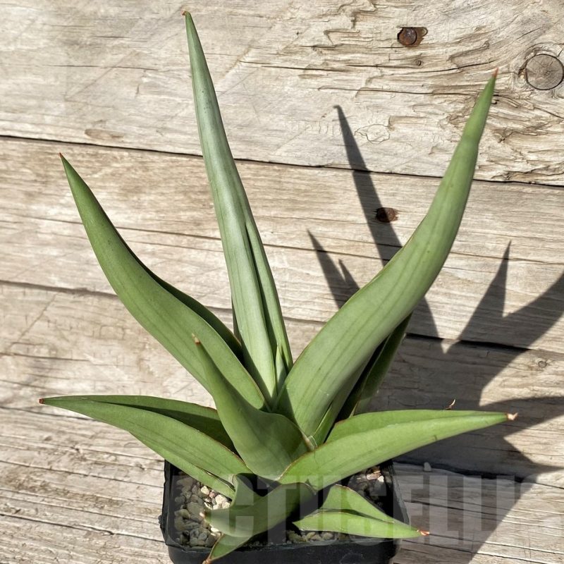 SH6491 Sansevieria hybrid 'Chanin'