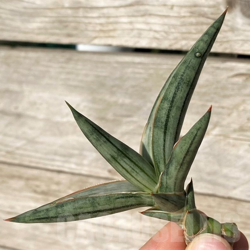 SH23994 Sansevieria 'Silver Clone'