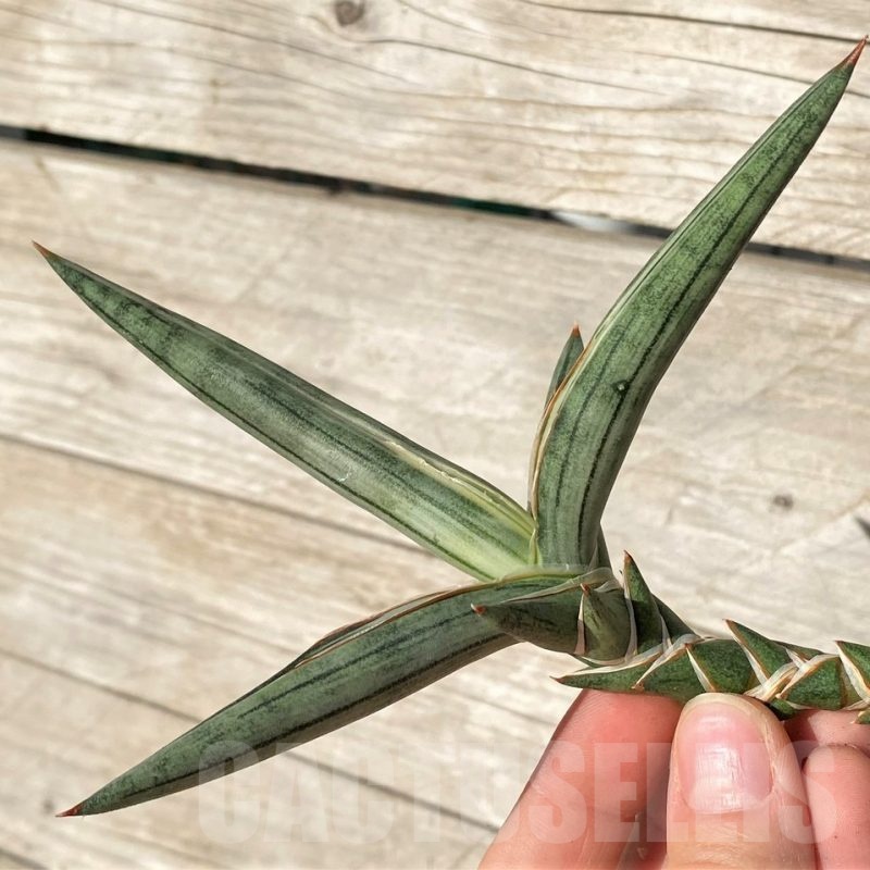 SH23995 Sansevieria 'Silver Clone'