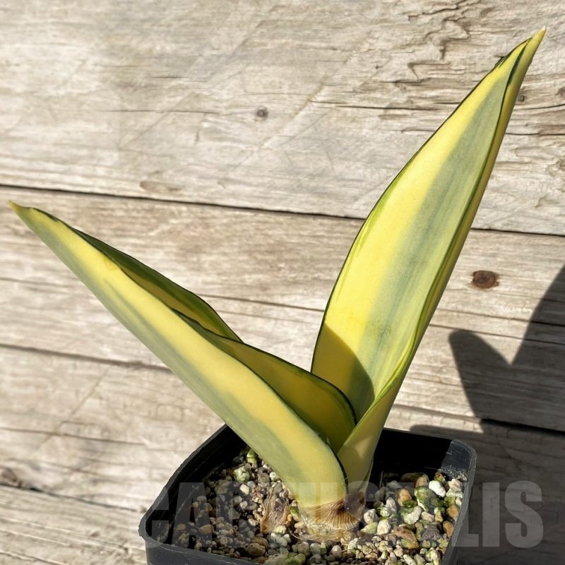 SH23997 Sansevieria 'Splash'