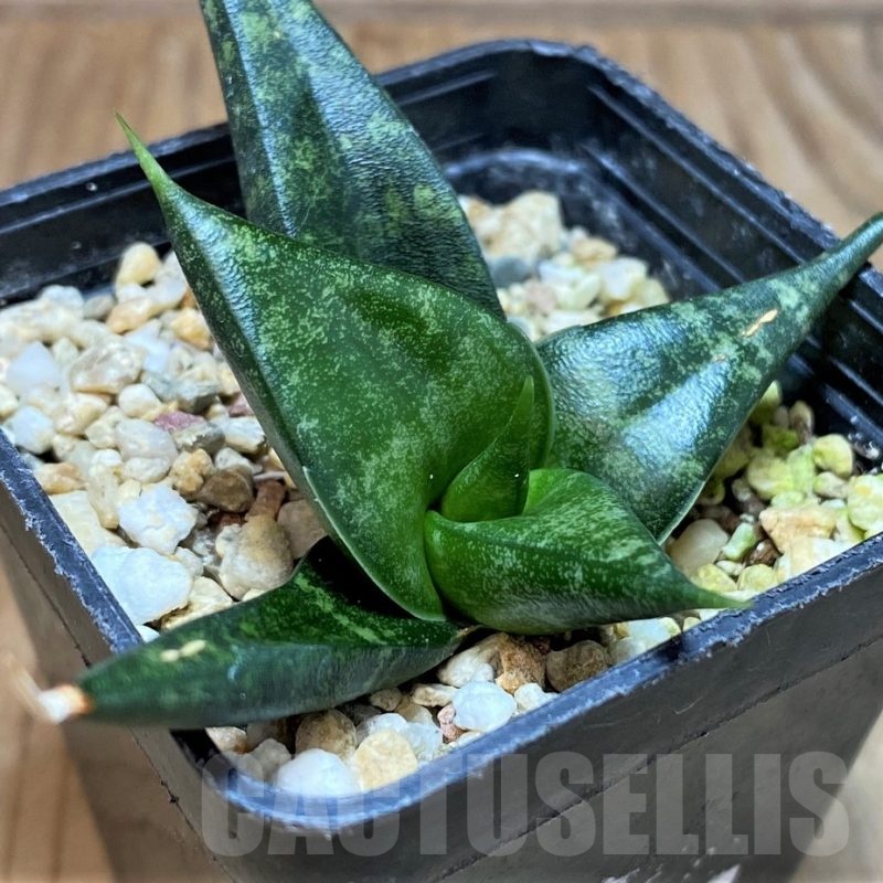 SH23998 Sansevieria ‘Black Diamond’