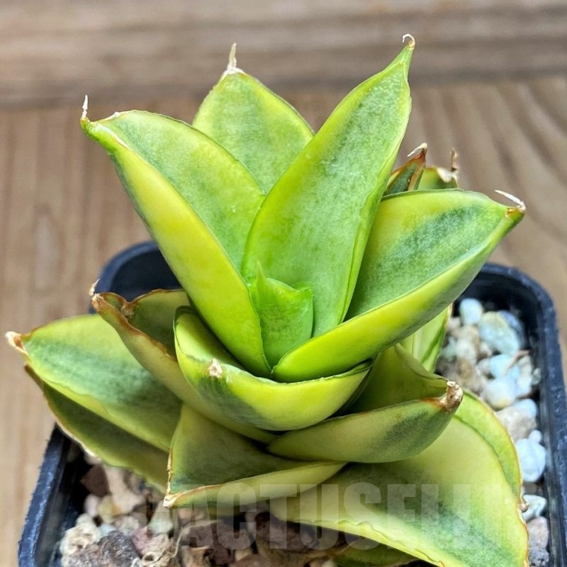 SH23999 Sansevieria ‘Pagoda’ hybrid f. variegata