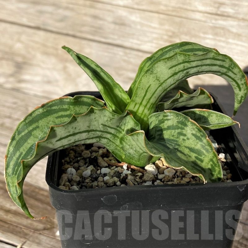 SH16289 Sansevieria 'Watermelon' hybrid