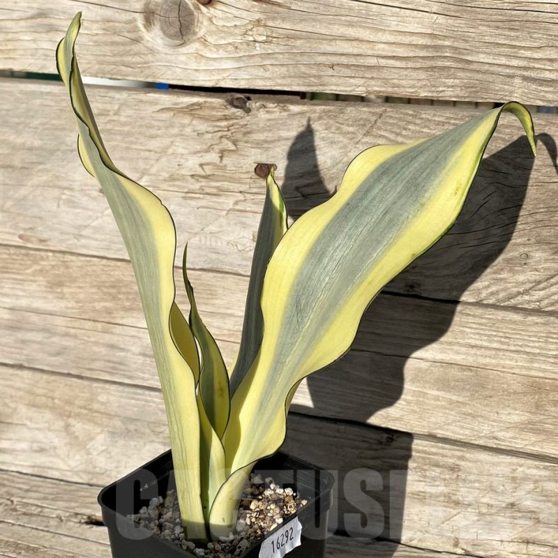 SH16292 Sansevieria 'Splash'