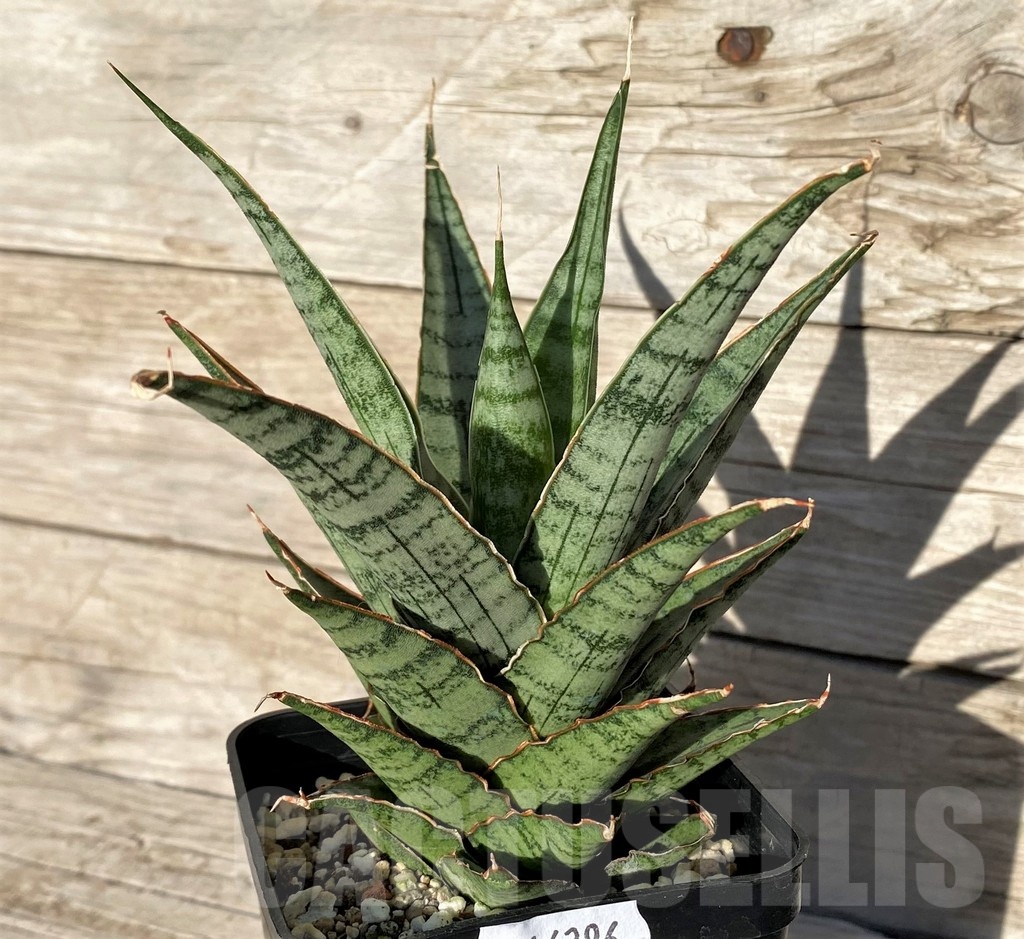 SH16296 Sansevieria ‘Sweet Celery’ – Image 2