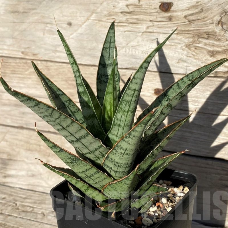 SH16296 Sansevieria ‘Sweet Celery’