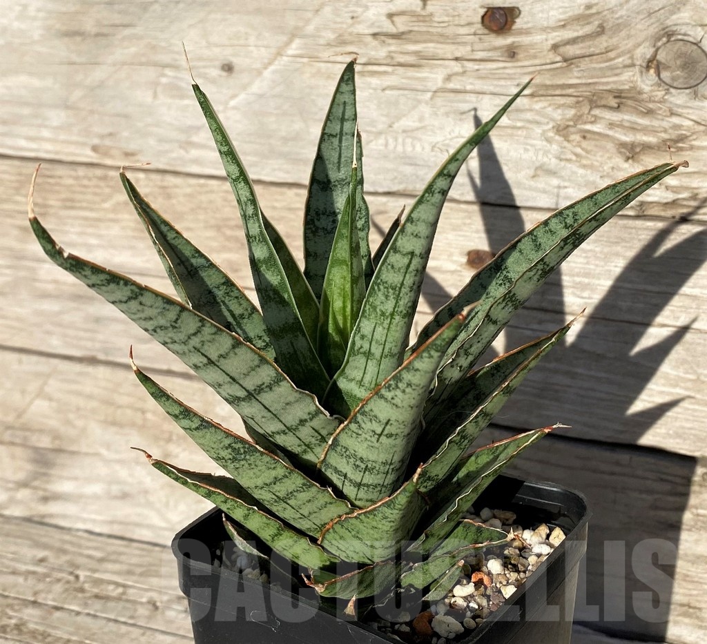 SH16296 Sansevieria ‘Sweet Celery’