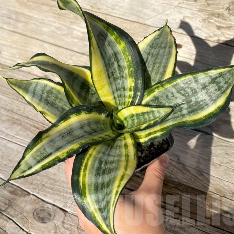 SH16298 Sansevieria ‘Japanese Twister'