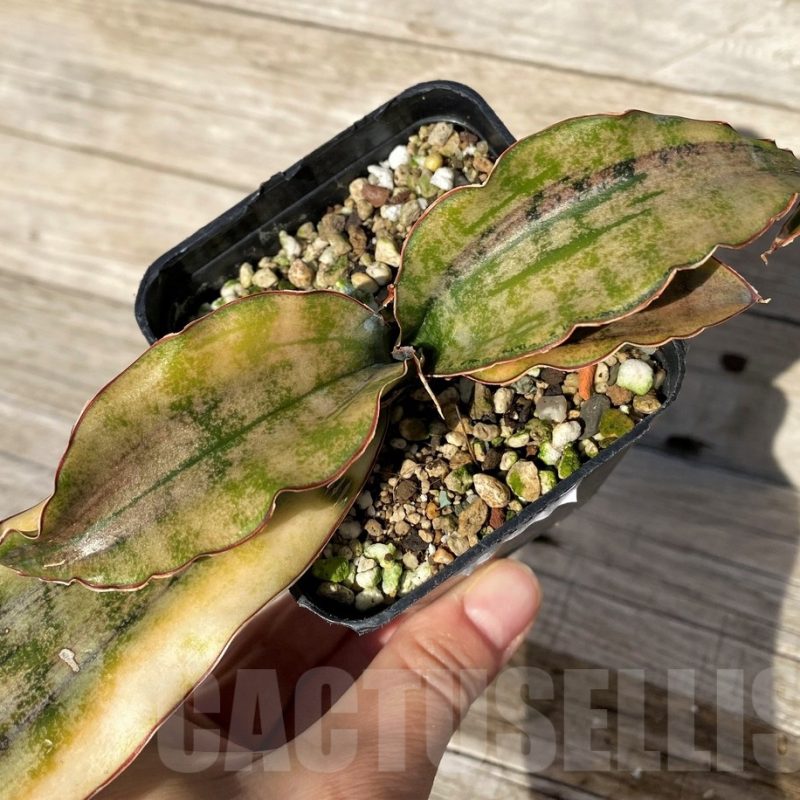 SH16304 Sansevieria kirkii ‘Coppertone’ hybrid