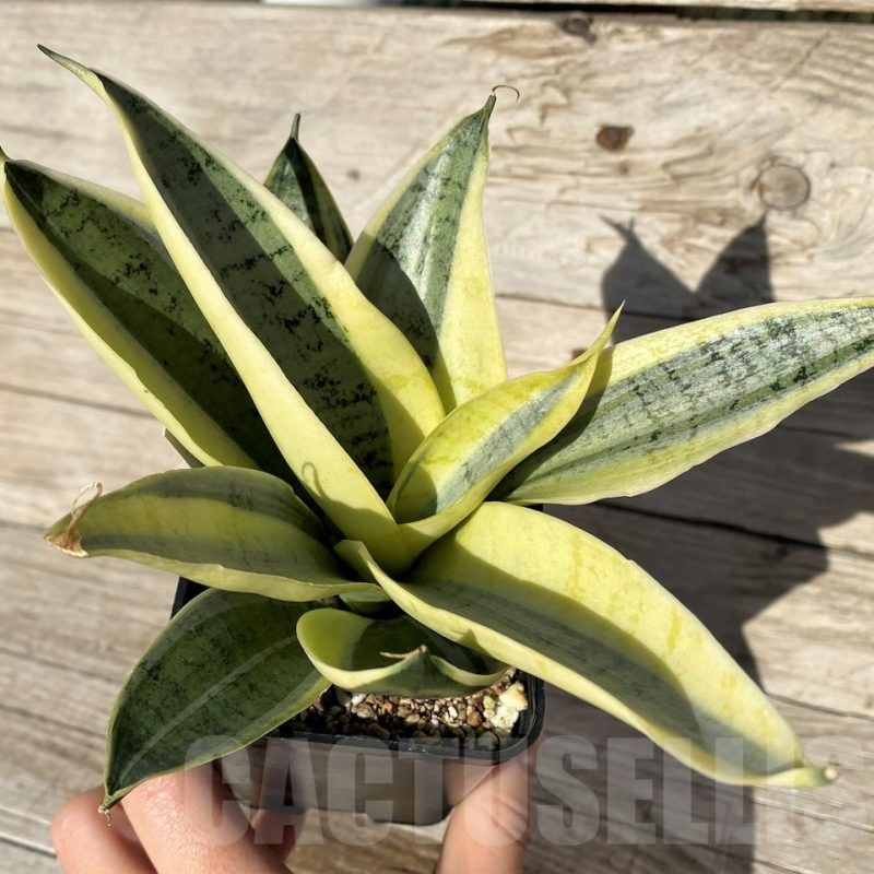 SH16316 Sansevieria hybrid mutation