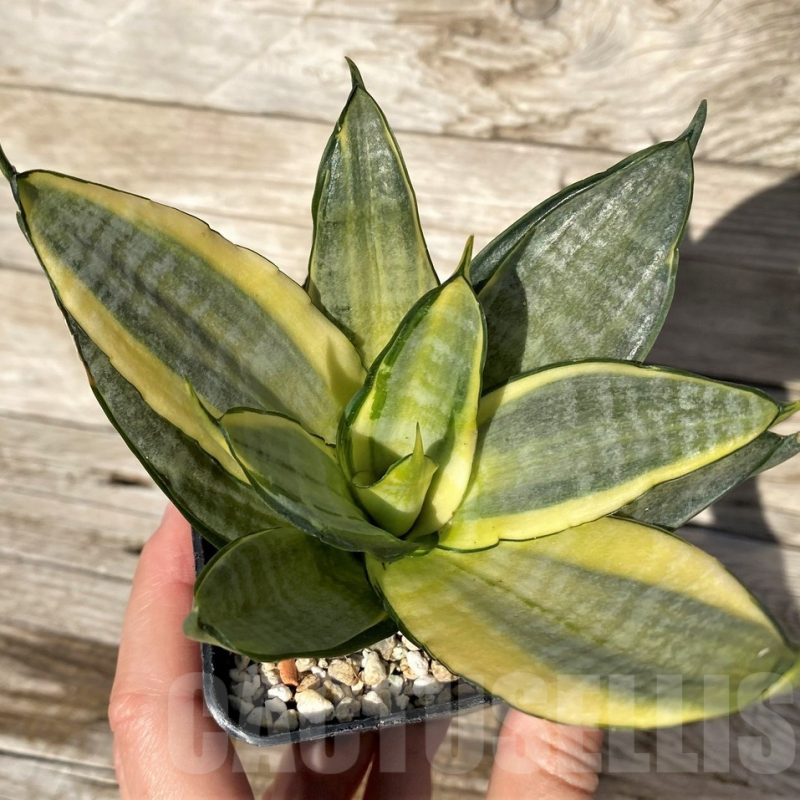 SH16317 Sansevieria hahnii 'Zebra' f. variegata