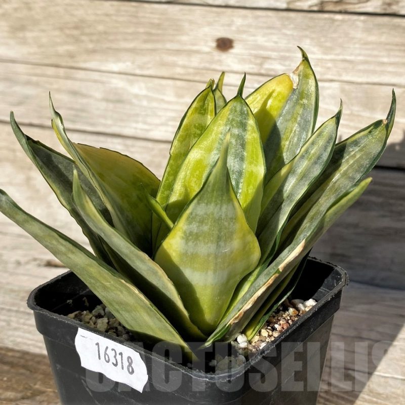 SH16318 Sansevieria hahnii 'Zebra' f. variegata