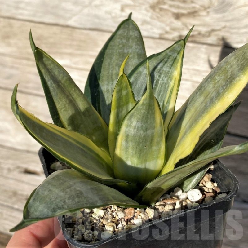 SH16319 Sansevieria hahnii 'Zebra' f. variegata