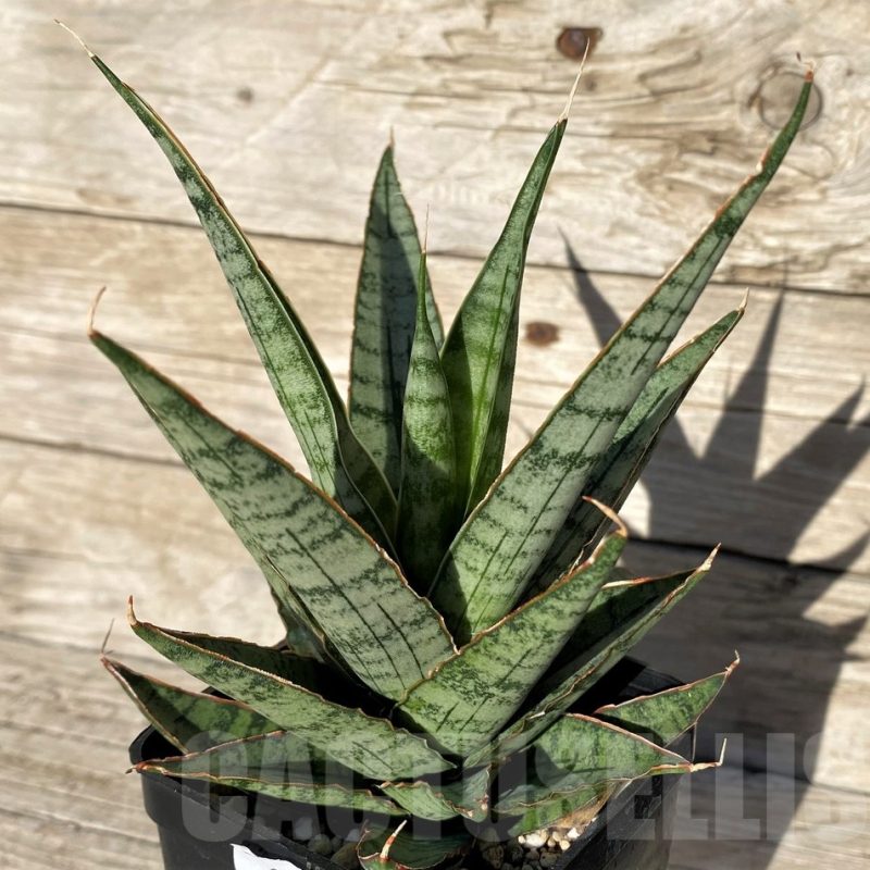 SH16320 Sansevieria ‘Sweet Celery’