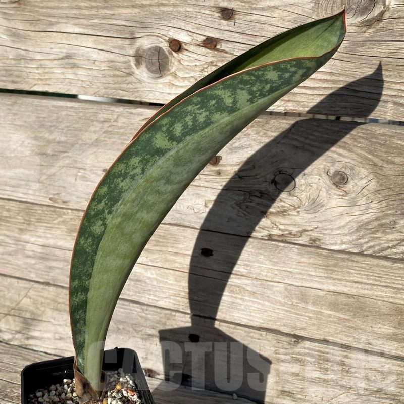 SH16328 Sansevieria masoniana 'Mediopicta'