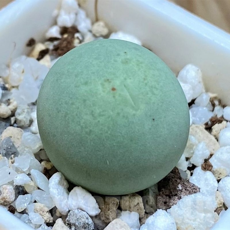 SH24144 Conophytum calculus