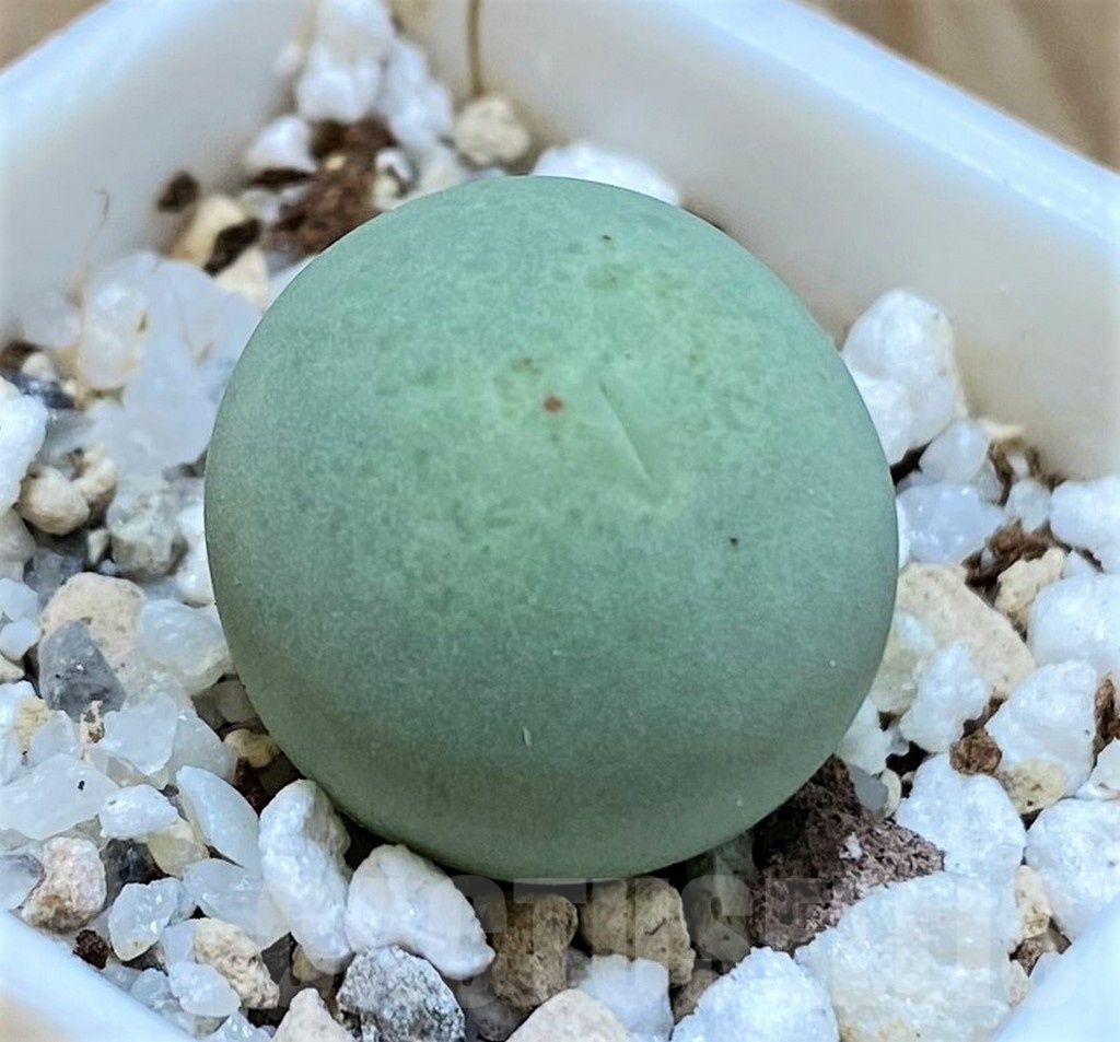 SH24144 Conophytum calculus