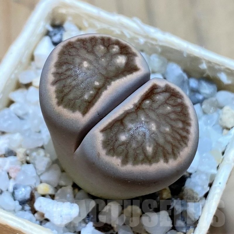 SH24188 Lithops julii 'Kikushogiyoku' hybrid