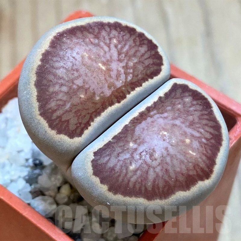 SH24189 Lithops julii 'Kikushogiyoku' hybrid