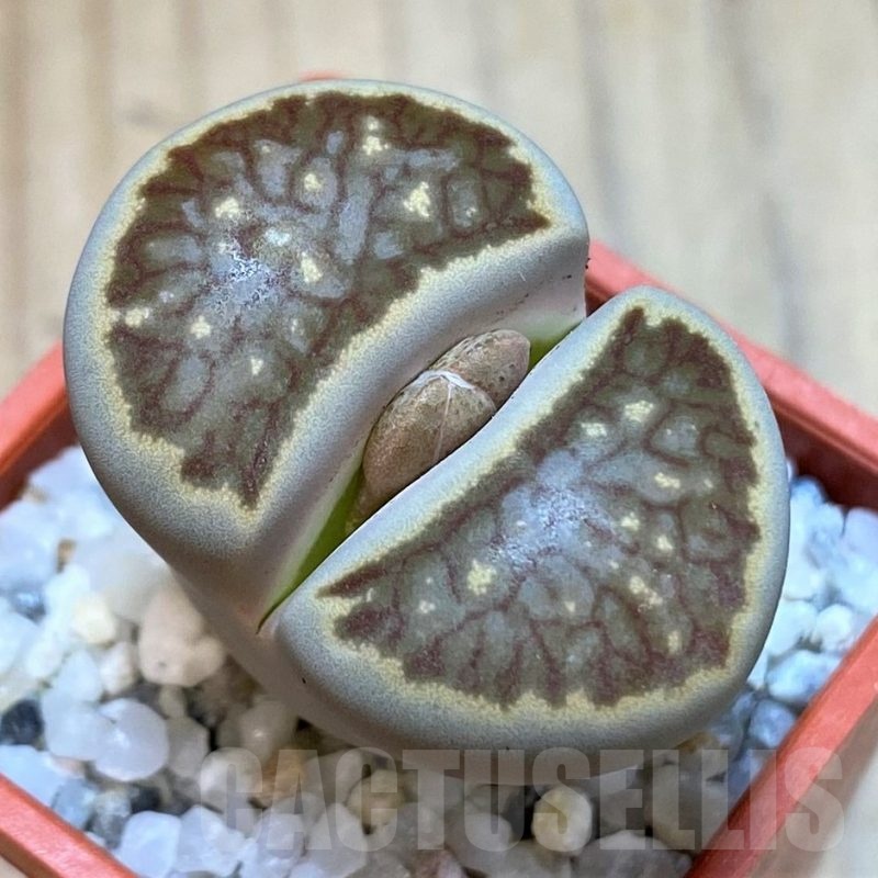 SH24190 Lithops julii 'Kikushogiyoku' hybrid