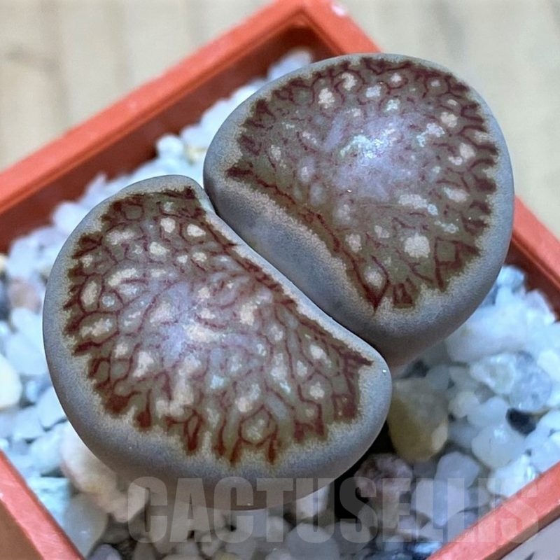 SH24191 Lithops julii 'Kikushogiyoku' hybrid