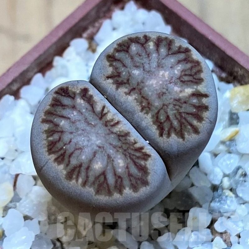 SH24192 Lithops julii 'Kikushogiyoku' hybrid