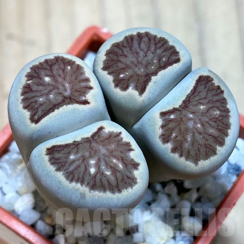SH24193 Lithops julii 'Kikushogiyoku' hybrid