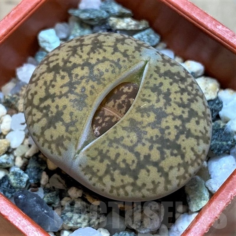 SH24194 Lithops lesliei C014