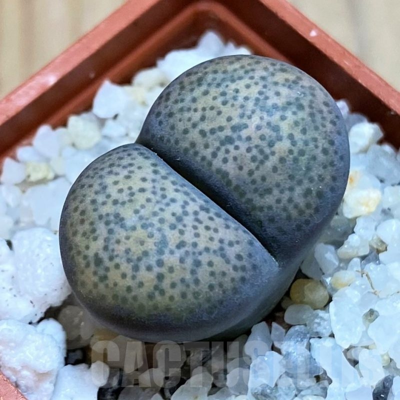 SH24195 Lithops terricolor