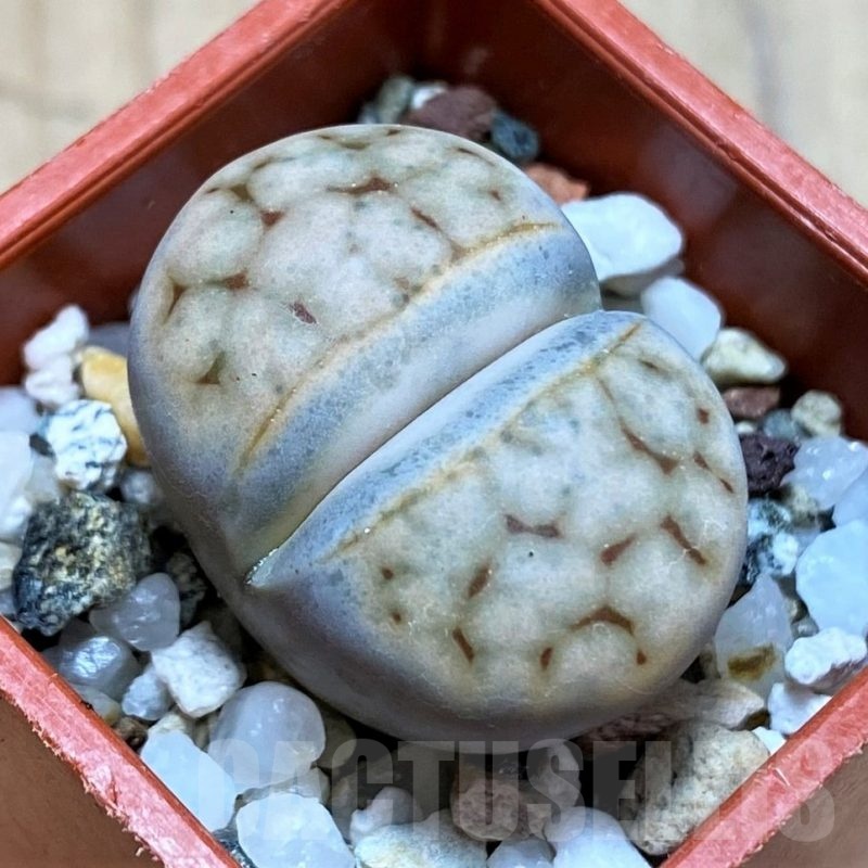 SH24196 Lithops karasmontana v. erniana