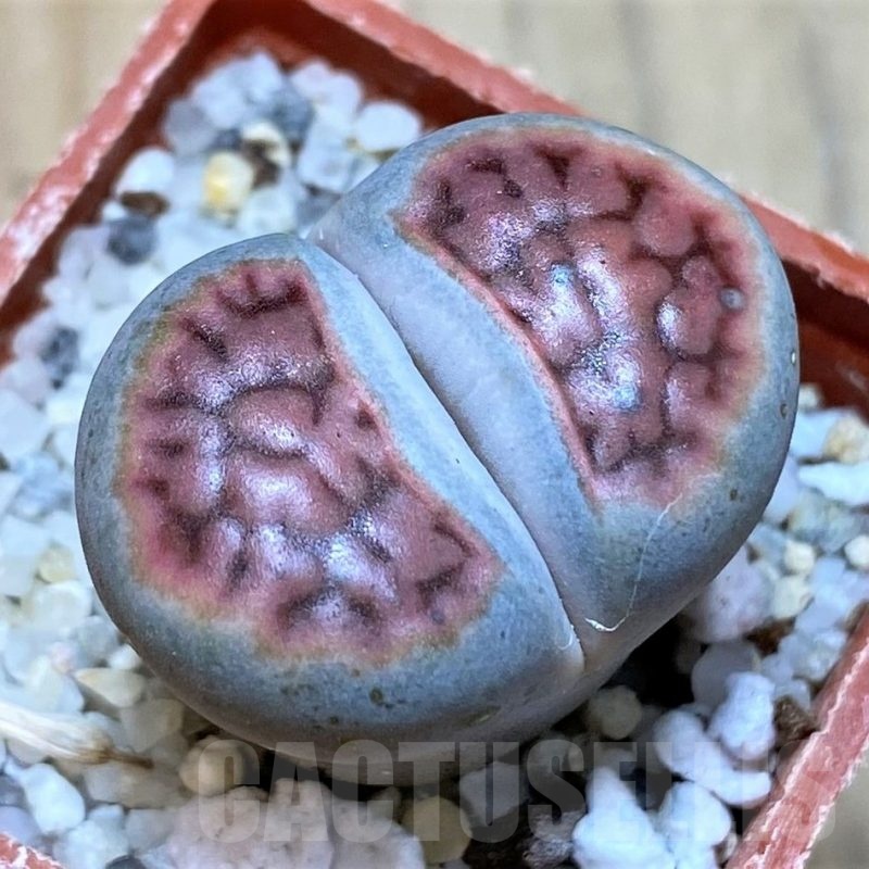 SH24197 Lithops karasmontana v. mickbergensis