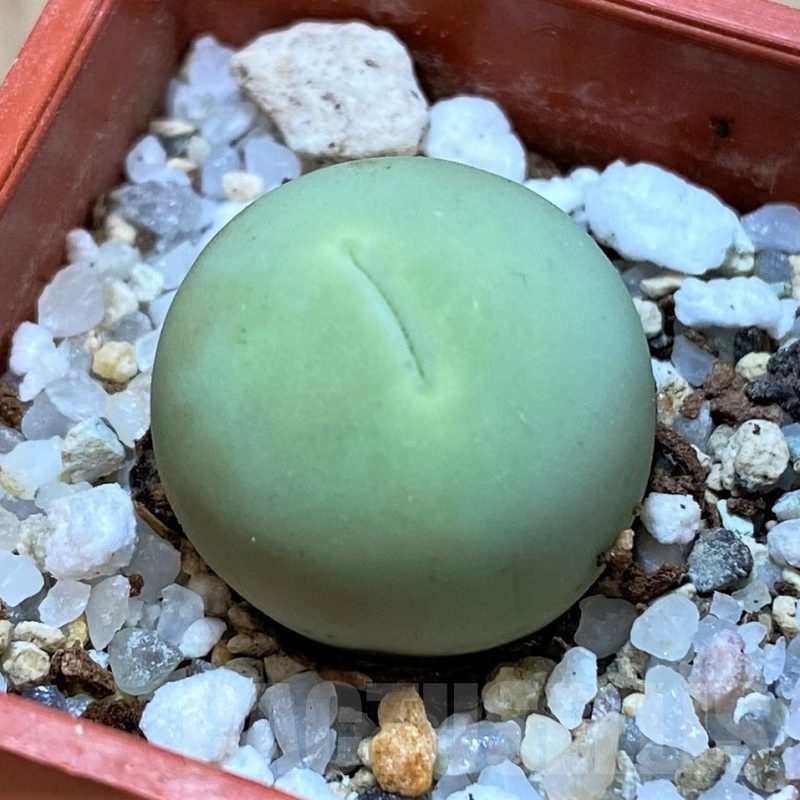 SH24145 Conophytum calculus