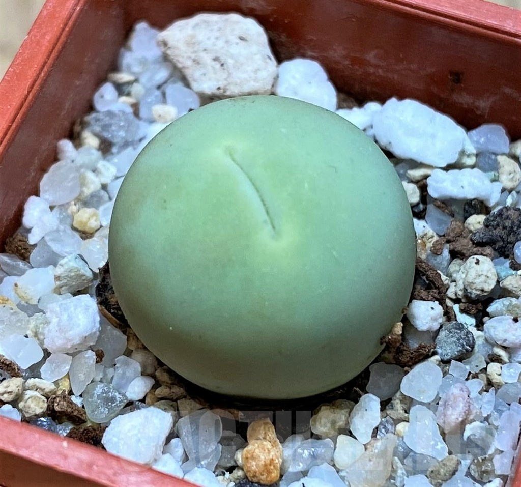 SH24145 Conophytum calculus