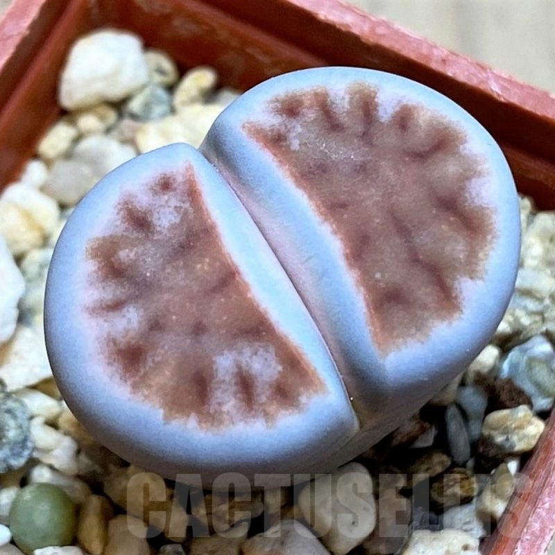 SH24199 Lithops karasmontana 'Top Red'