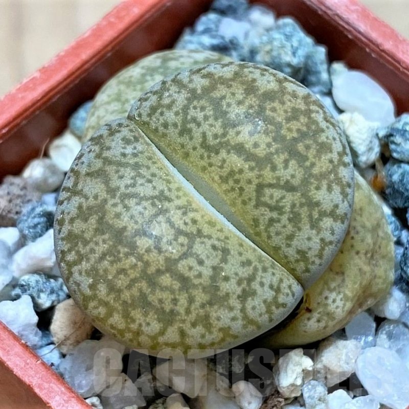 SH24200  Lithops lesliei ‘Albinigold’ x aucampiae ‘Storms´s Snowcap’