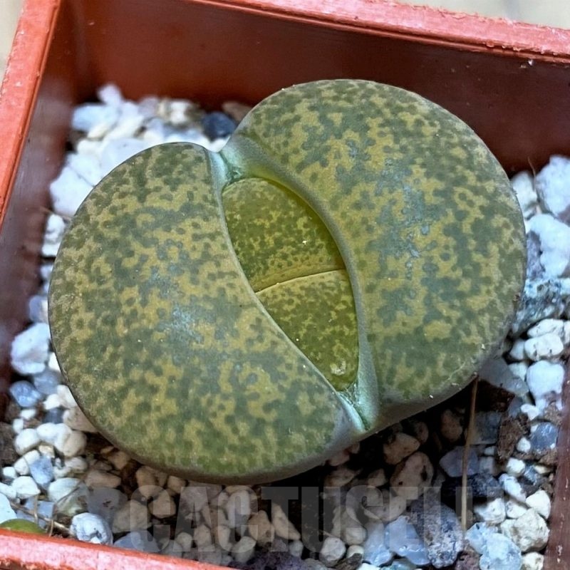 SH24201  Lithops lesliei ‘Albinigold’ x aucampiae ‘Storms´s Snowcap’