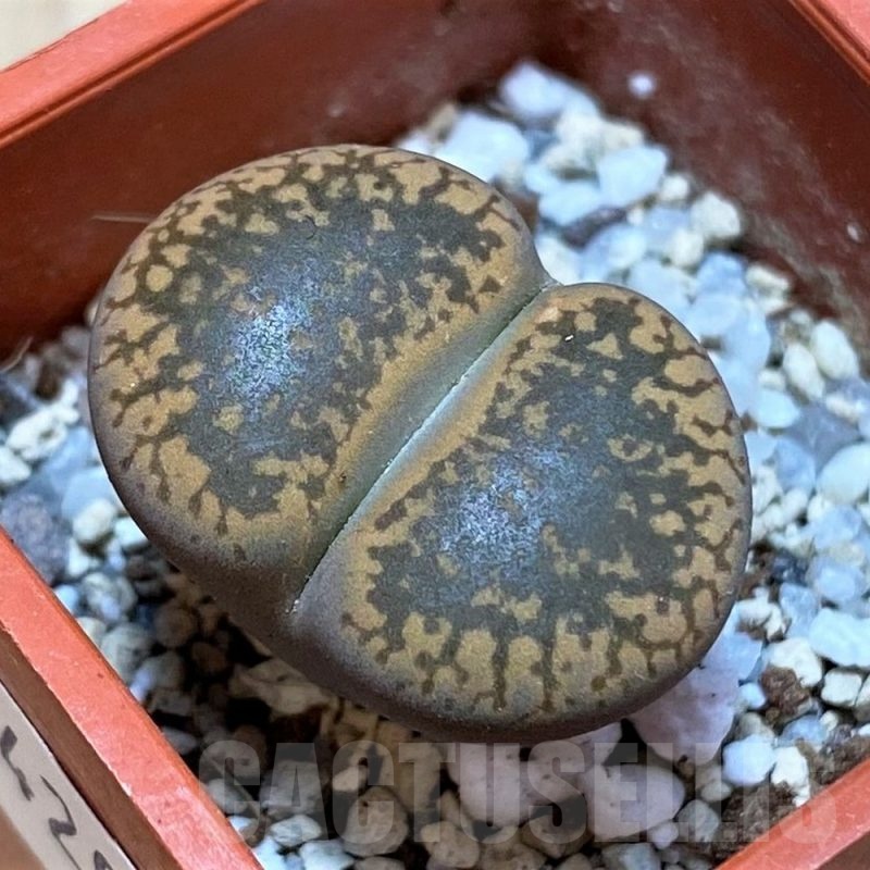 SH24202 Lithops aucampiae -Majading Form-