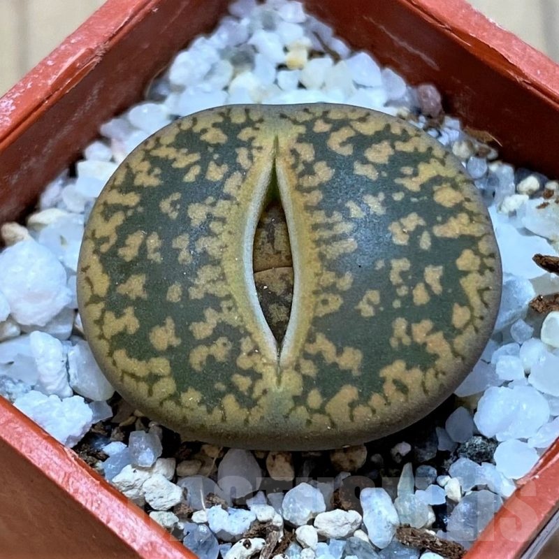 SH24203 Lithops aucampiae -Majading Form-