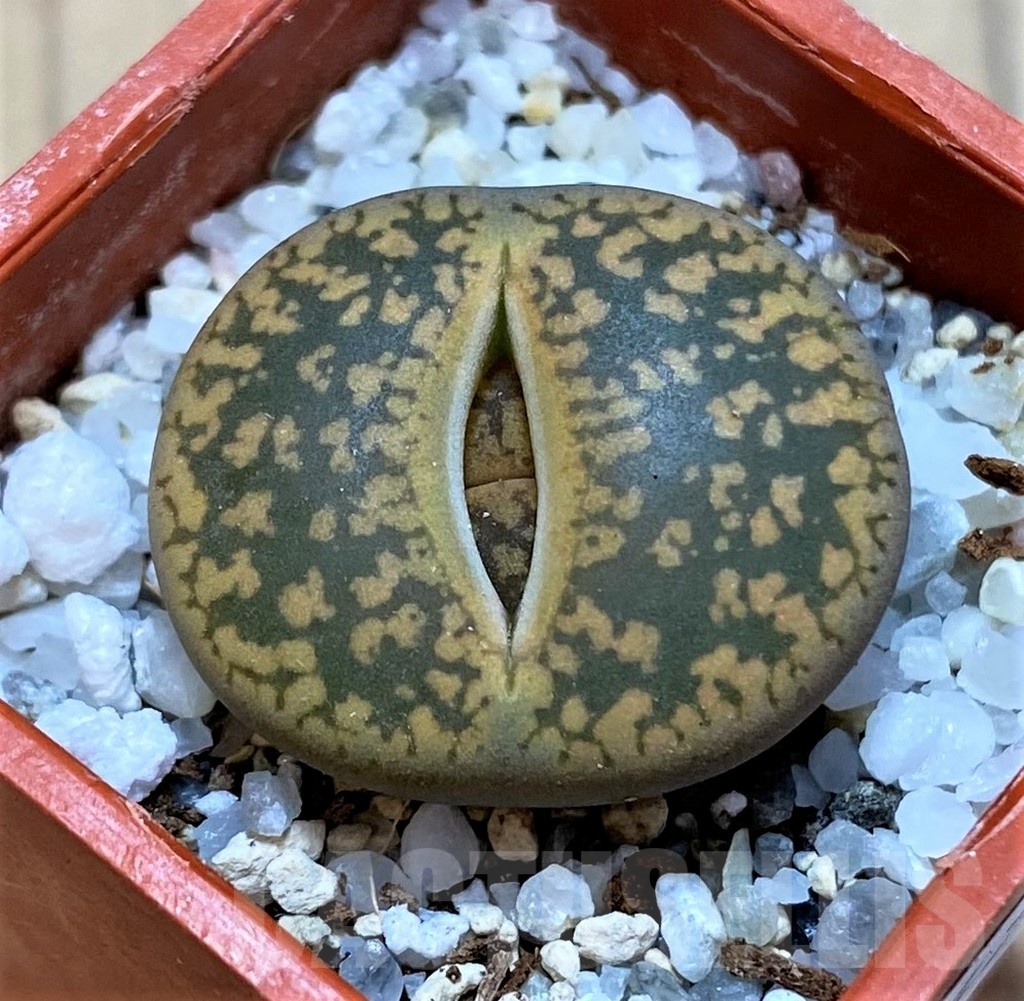 SH24203 Lithops aucampiae -Majading Form-