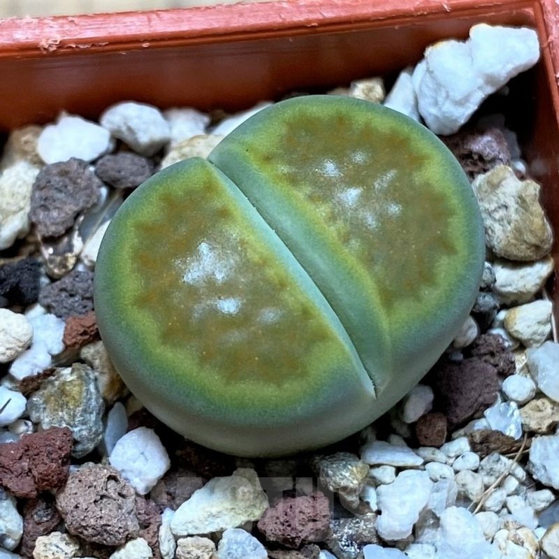 SH24204 Lithops hallii 'Green Soapstone'