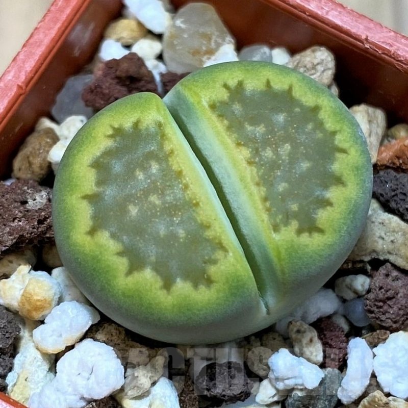 SH24205 Lithops hallii 'Green Soapstone'
