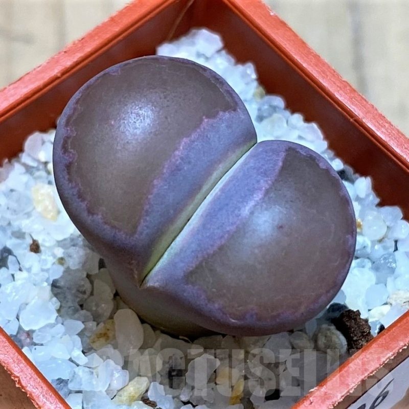 SH24206 Lithops salicola 'Sato's Violet' hybrid