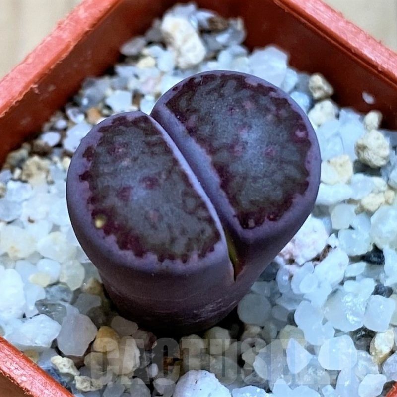 SH24207 Lithops salicola 'Sato's Violet' hybrid