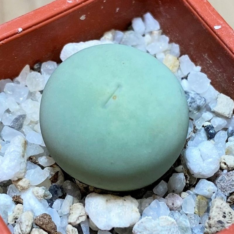 SH24146 Conophytum calculus