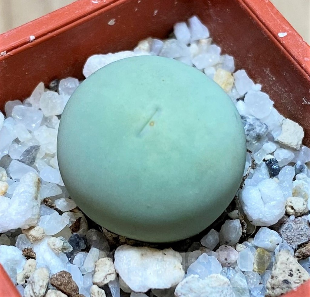 SH24146 Conophytum calculus