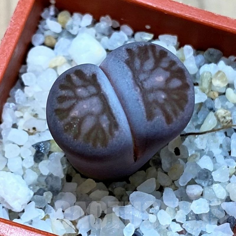 SH24208 Lithops salicola 'Sato's Violet' hybrid