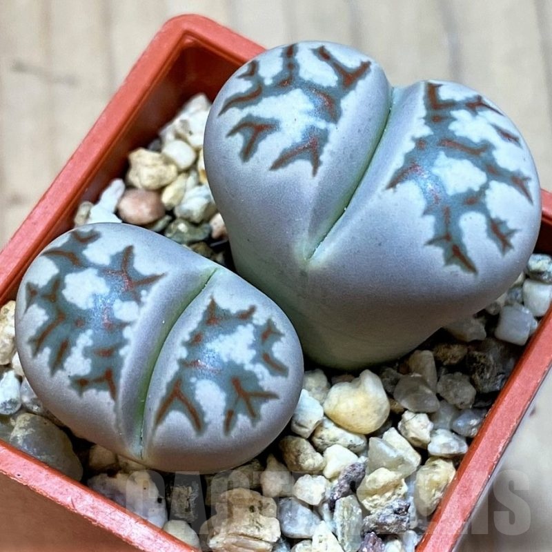 SH24209 Lithops dorotheae